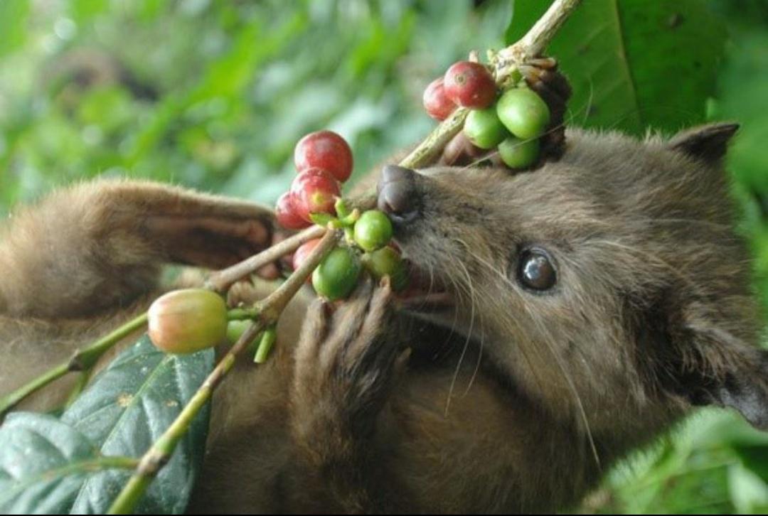猫屎咖啡残酷的真相真的好喝吗,猫屎咖啡到底是怎么制作的
