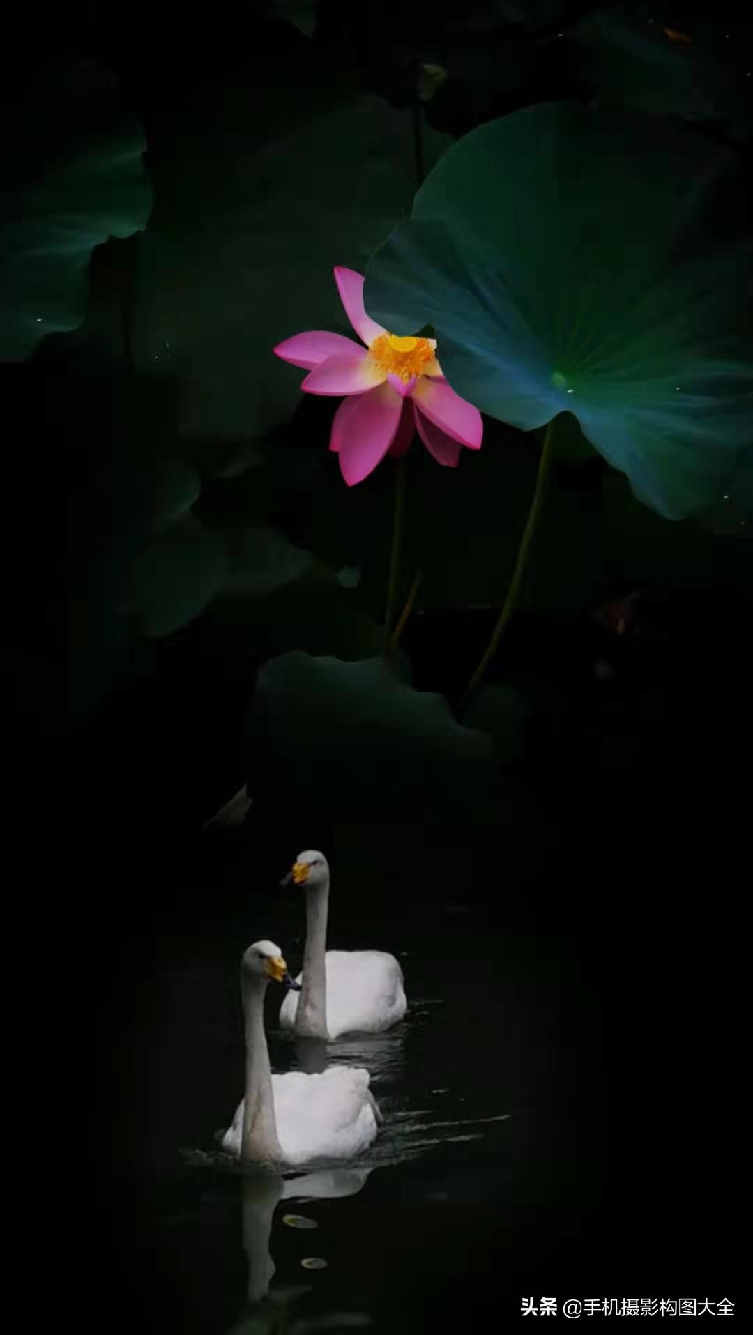 手机拍有趣照片,手机拍好看的全身照