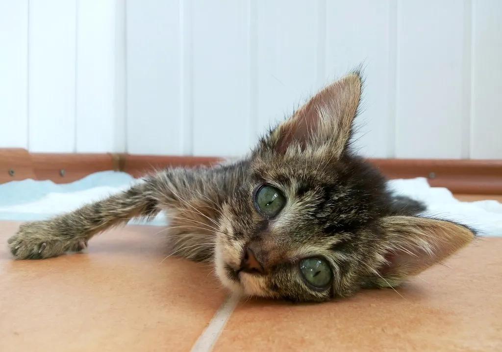 还敢在网上买东西吗,在网上买宠物猫靠谱吗