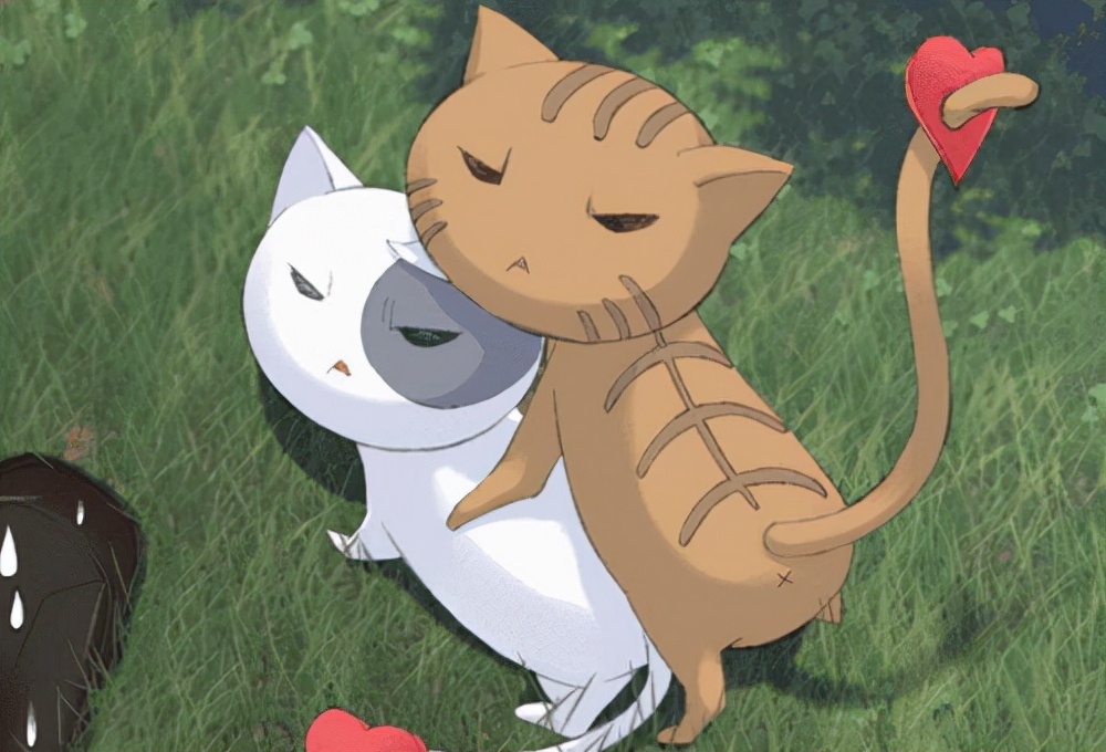 养猫日记小猫,养猫日常母猫