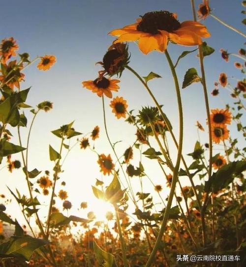 往年高考掉档是什么原因,高考掉档对下一批有什么影响