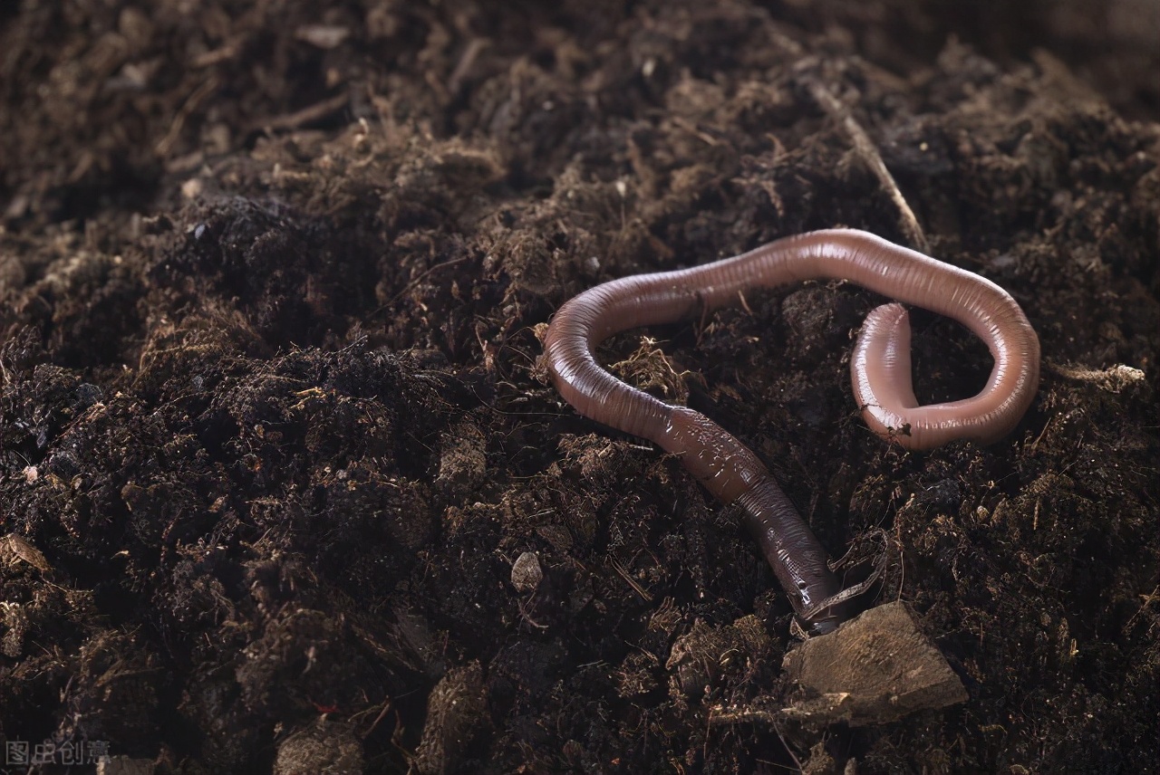 秋冬黄颡头鱼怎么钓,黄颡饵料可以钓什么鱼
