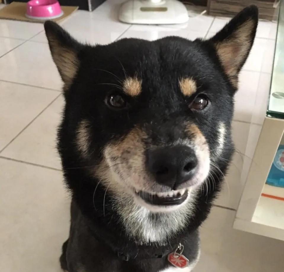 狗狗后部被插入“木棍”,还缠着大量胶带,被救后又遭遗弃