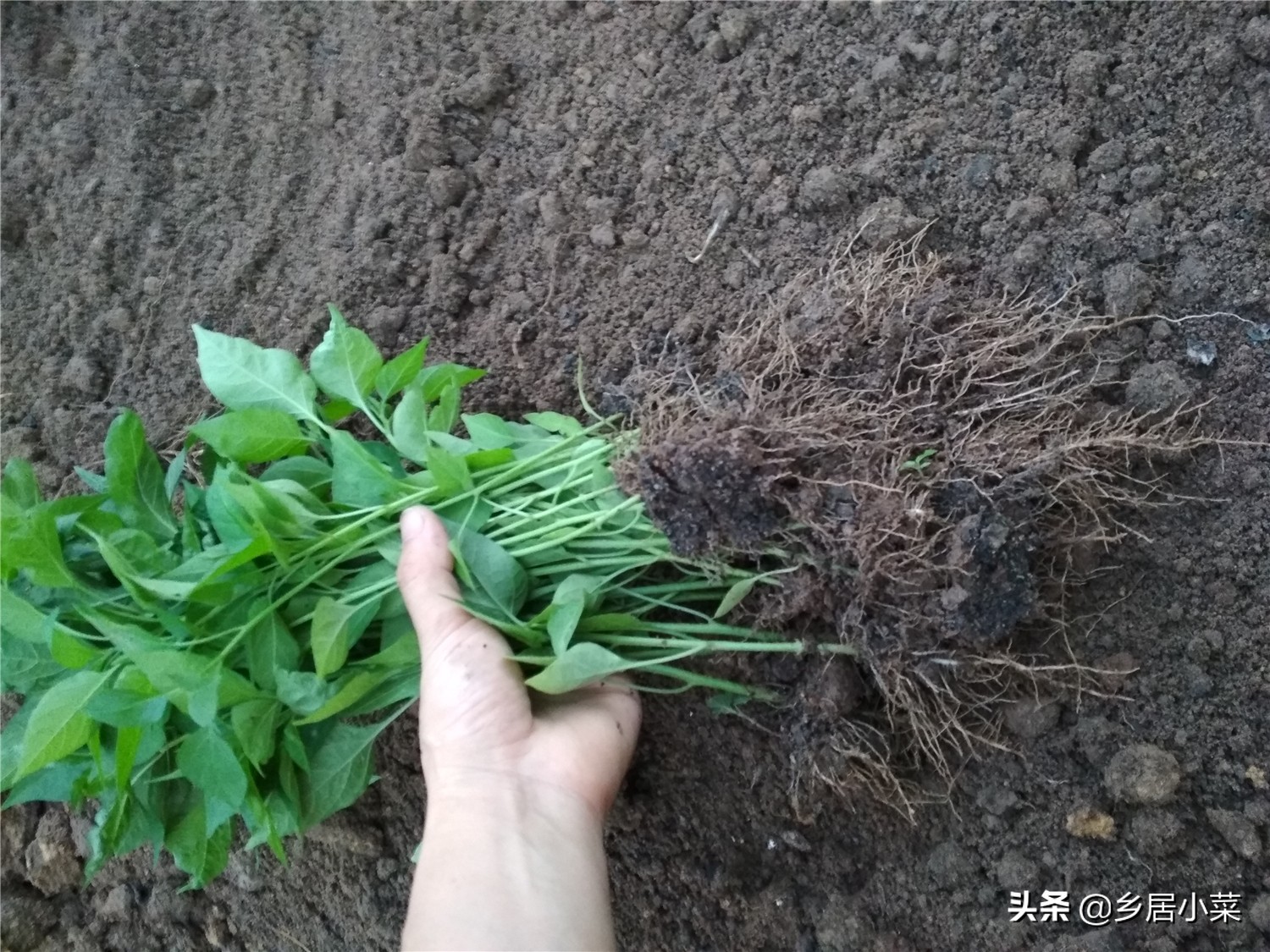 辣椒苗栽了后用薄膜能提高地温吗,移栽辣椒苗后用什么药