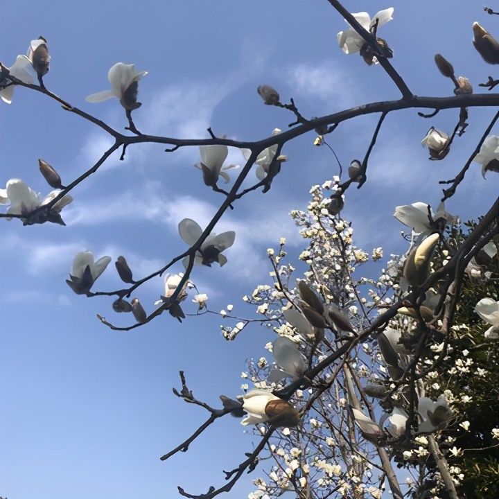 带你云端旅行辛丑年春节,我在苏州“偷”了个早春