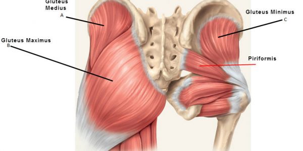 三十种臀部训练动作臀翘指日可待,臀部训练不酸痛