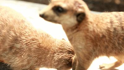 田园嘉乐比-国庆献豪礼!乐园超值游玩攻略