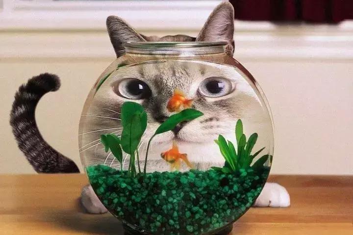 猫咪散播的谣言,一直有人在背后造谣我该怎么办