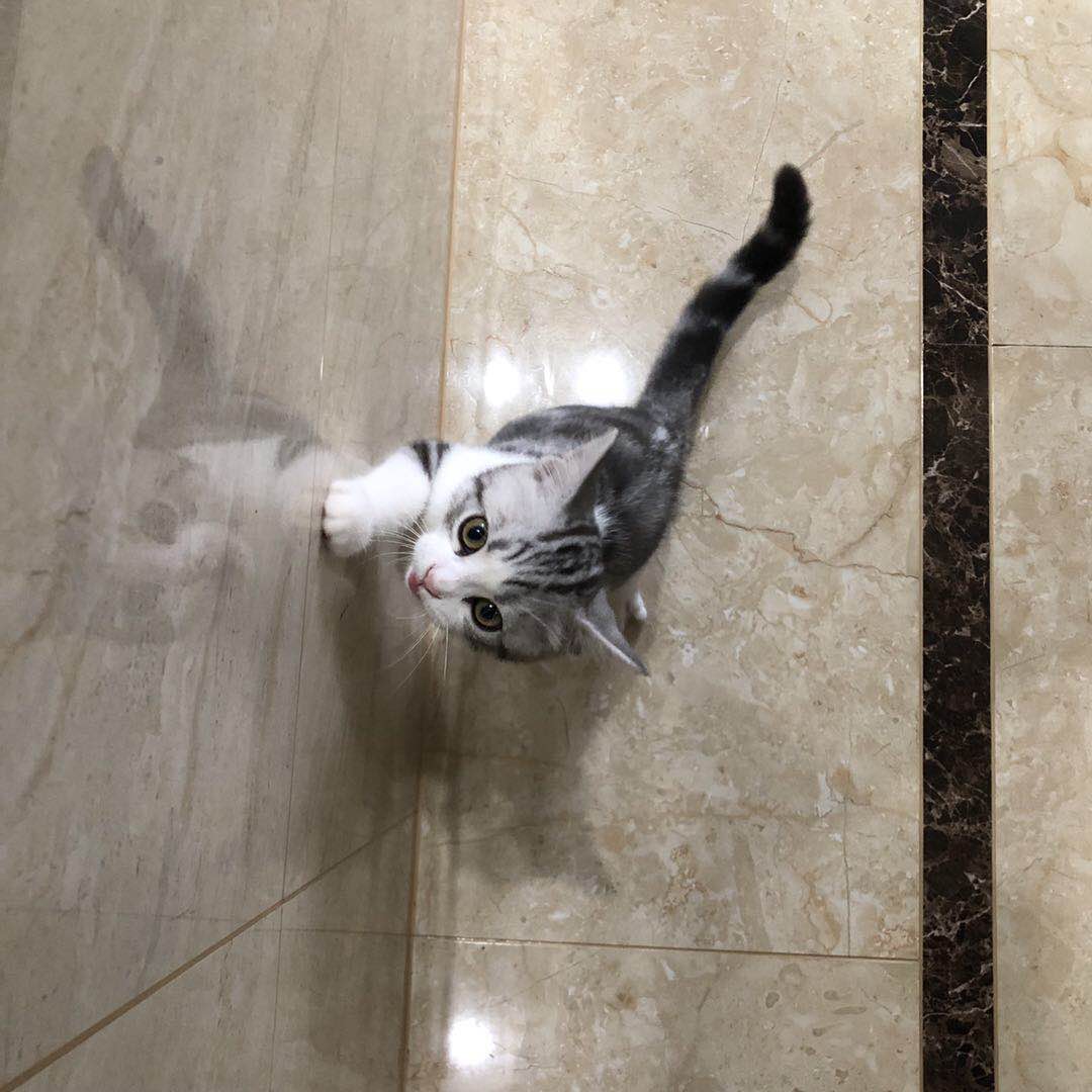 甜甜私房猫第三季普通话版 (甜甜私房猫第三季中文版45集)