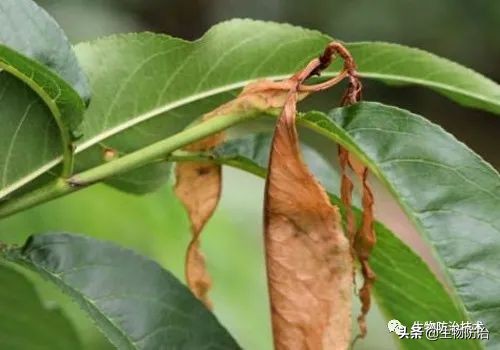 蛀干害虫是钻蛀害虫吗,果树枝干钻蛀害虫图片