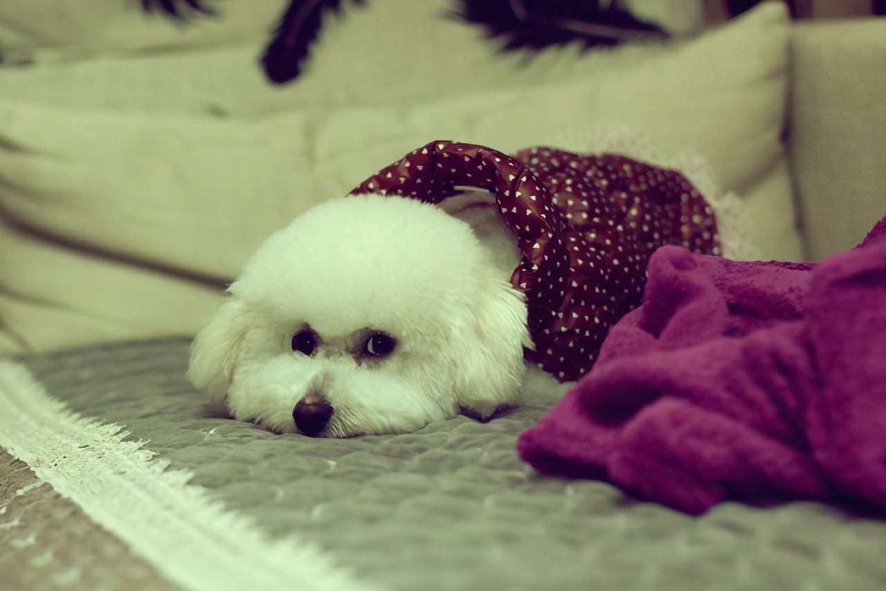 比熊犬生病了有什么表现,比熊犬的生病表现是什么