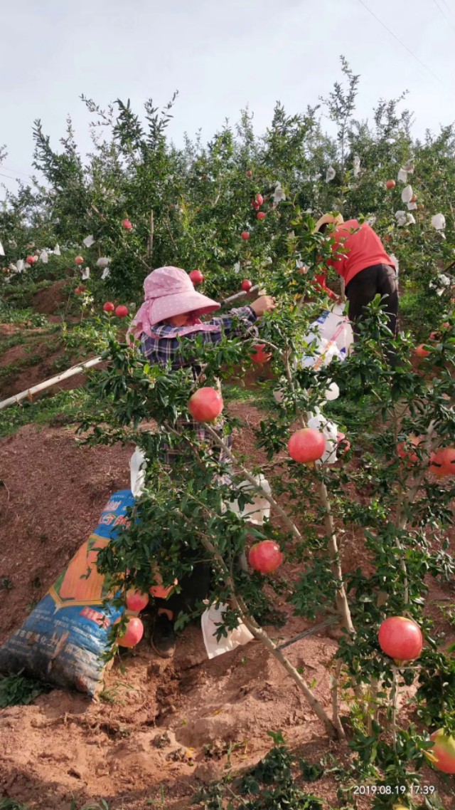 哪里有软籽石榴苗出售,无籽石榴苗去哪里购买