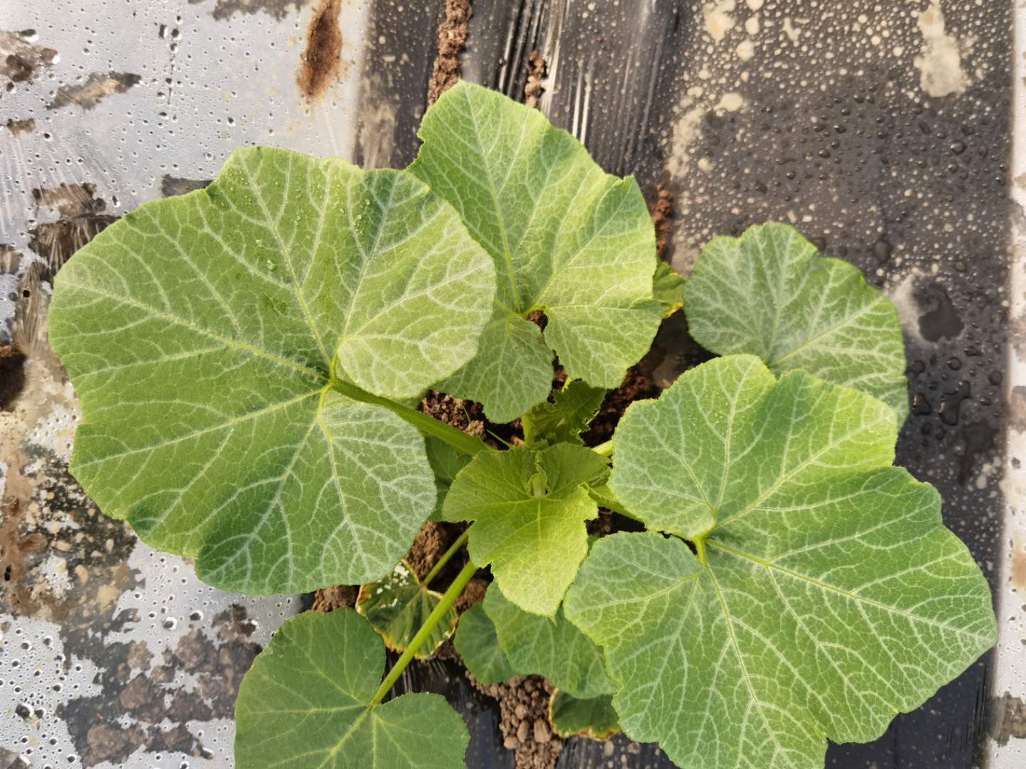 贝贝南瓜几片叶坐果好,贝贝南瓜怎样管理才能结瓜