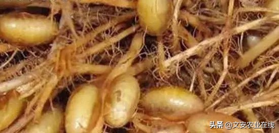 红薯地怎么杀灭地下害虫,地下害虫最佳灭虫方法