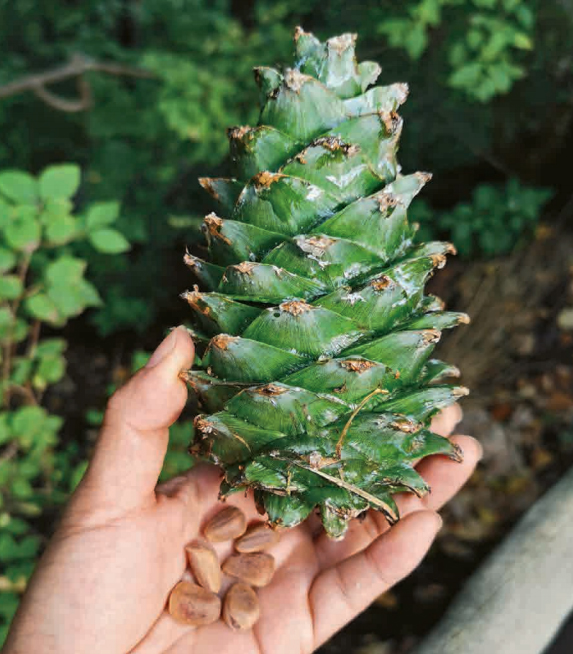 林草科学知识,林草科普类短视频