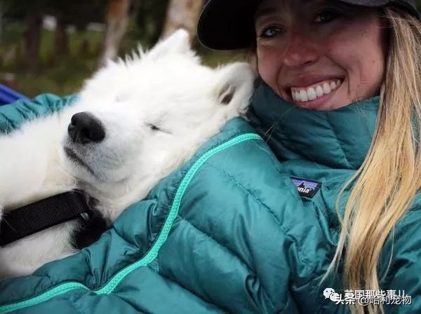 要狗看门？千万别选萨摩耶！这货除了笑不会干别的了