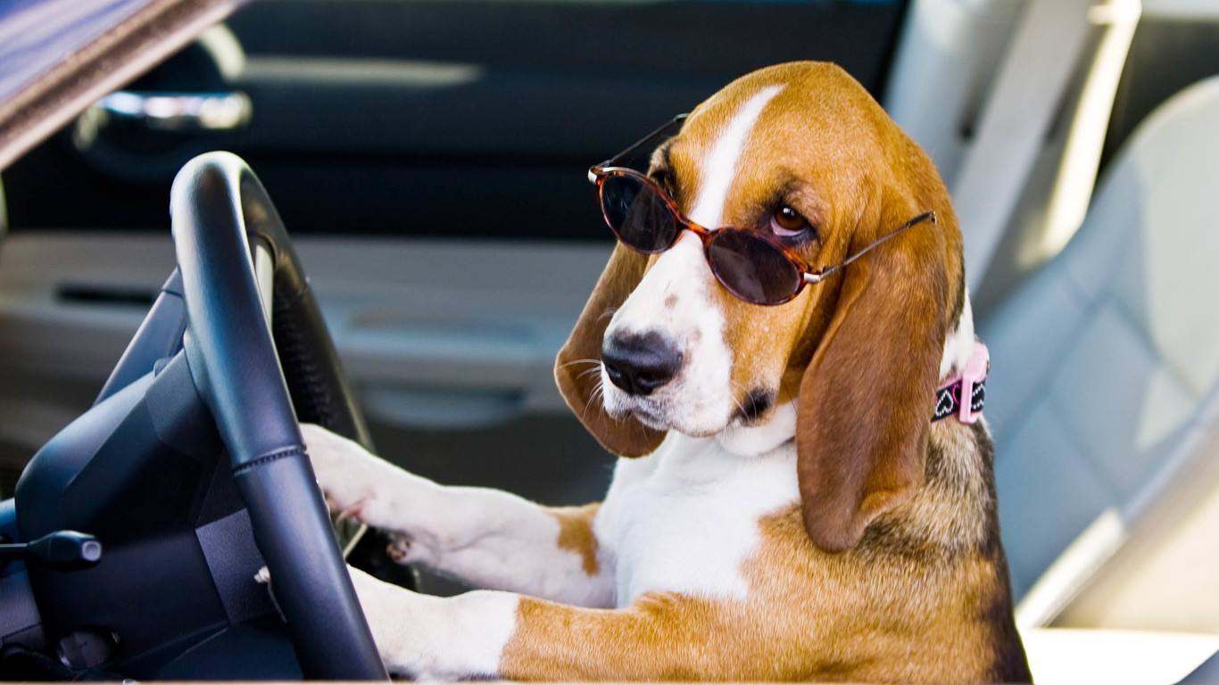 狗狗老是咔咔是怎么了,狗狗老是啃主人的手要制止吗