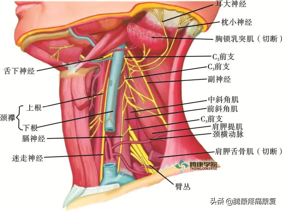 最全!脊神经系统汇总