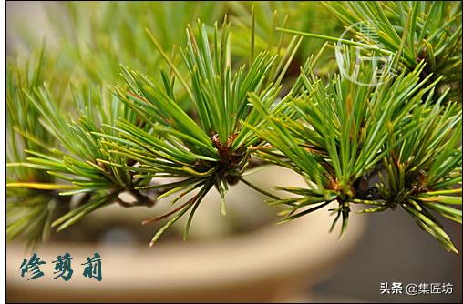 夏季盆景管理技巧,五根松盆景平常如何养护