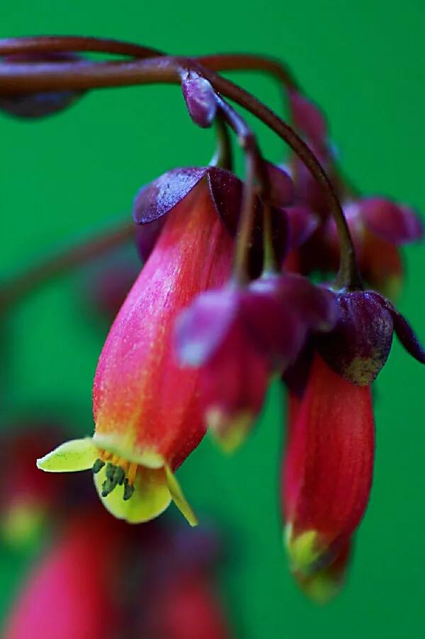 宫灯长寿花开花香吗,宫灯长寿花重瓣好养吗