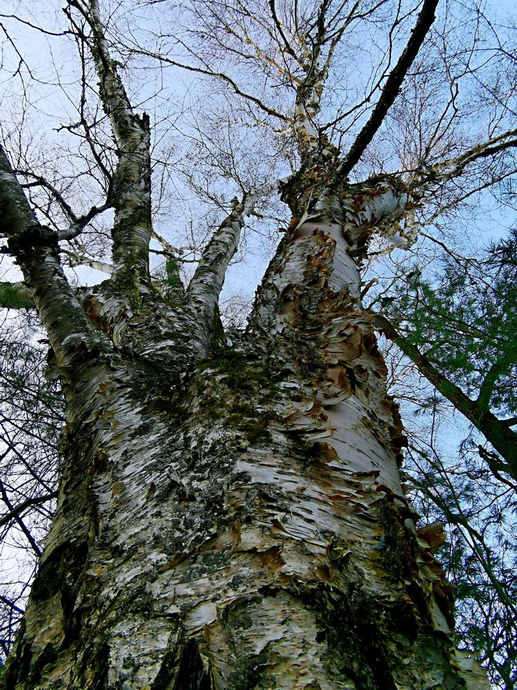 20201101惊悚之行~首阳山大坪梁单日横穿+原返