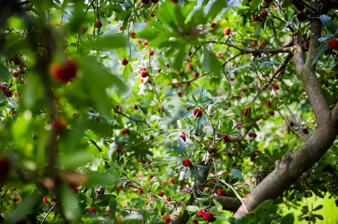 兰溪杨梅正式开摘！最强采摘攻略出炉，五十里杨梅长廊够吃吗？杨梅自由就是现在！