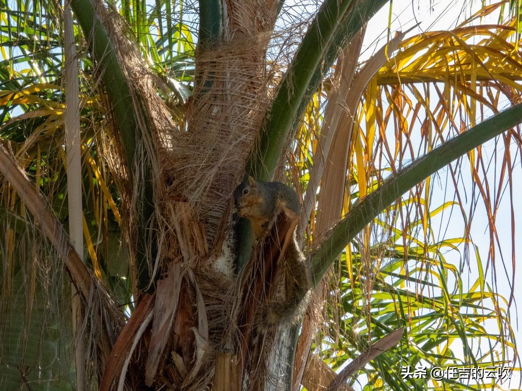 尼康coolpixp1000超长焦相机,尼康p4000长焦相机和尼康p1000