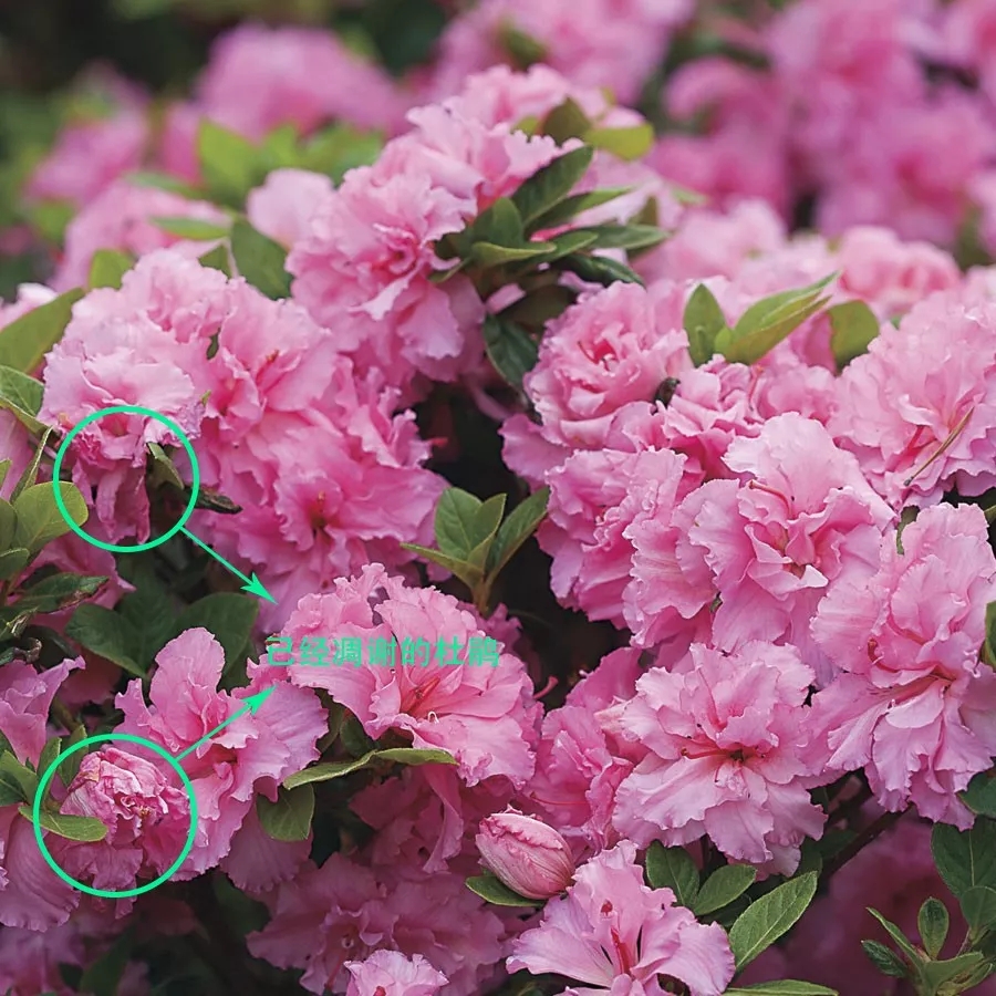 杜鹃花如何养会更好,土壤栽培的杜鹃花怎么才能养好呢