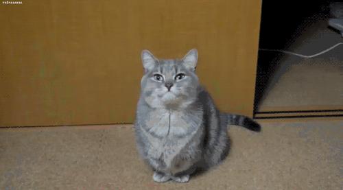 猫咪流口水怎么办呀,猫咪流口水很臭没精神