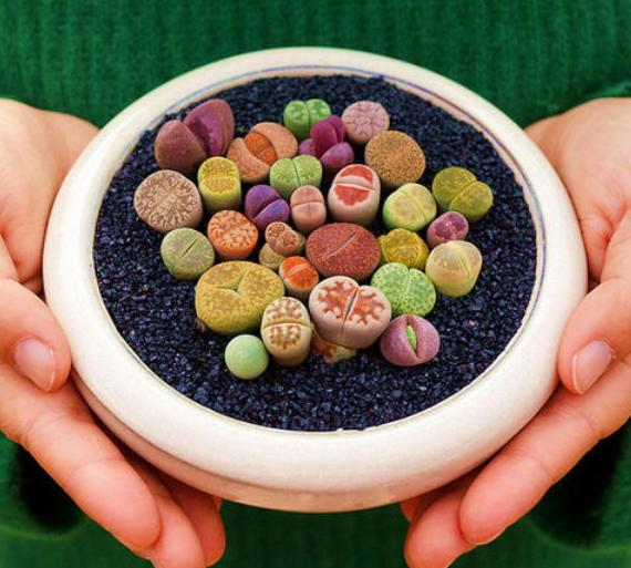 徒长的生石花能养好吗怎么养,养石生花注意事项