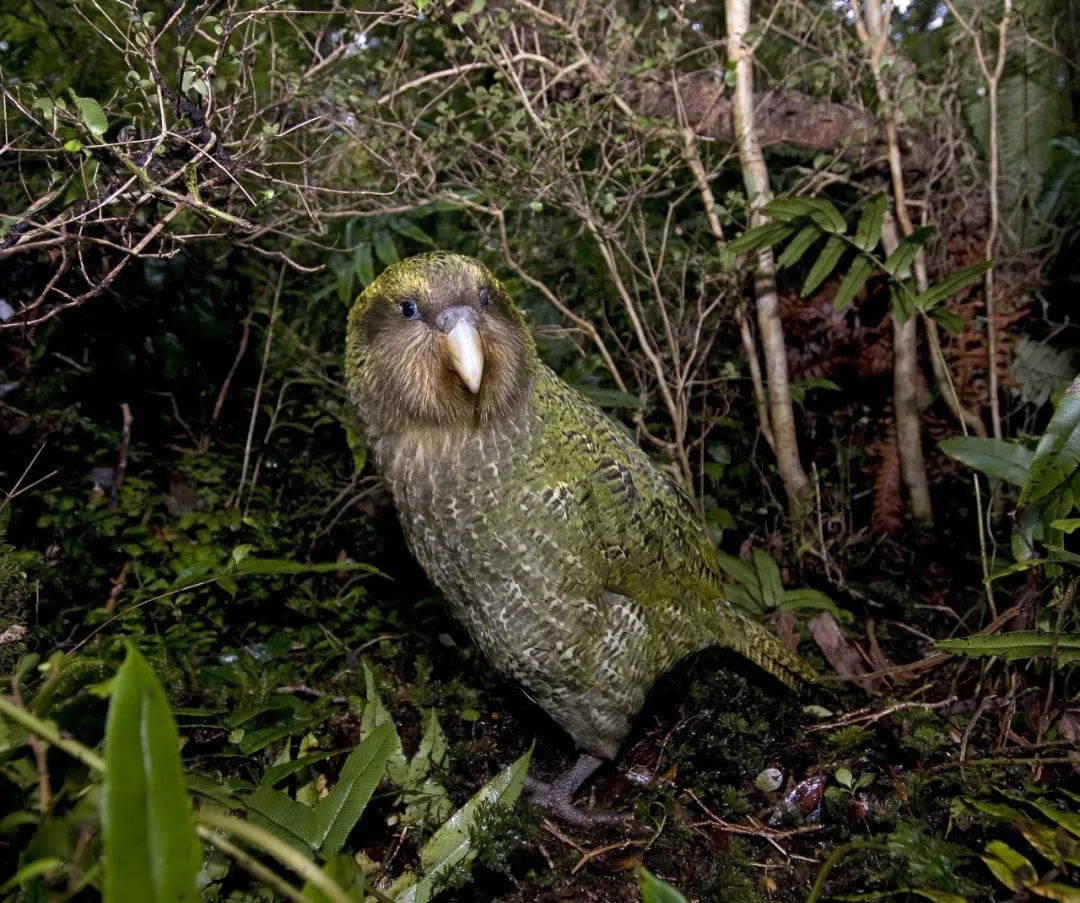 新西兰为什么那么发达,新西兰为什么这么牛