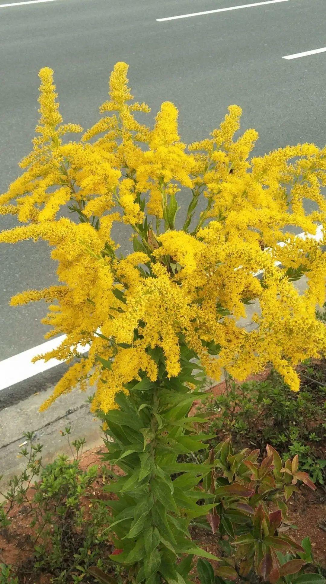 六种入侵植物有哪些,混得最惨的入侵植物你有吃过吗