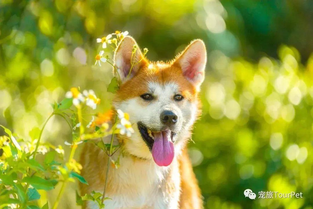 带着宠物去旅行的日常生活,想带着宠物一起旅游哪种好