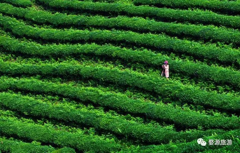 五一去婺源千古茶园,婺源茶文化旅游路线攻略