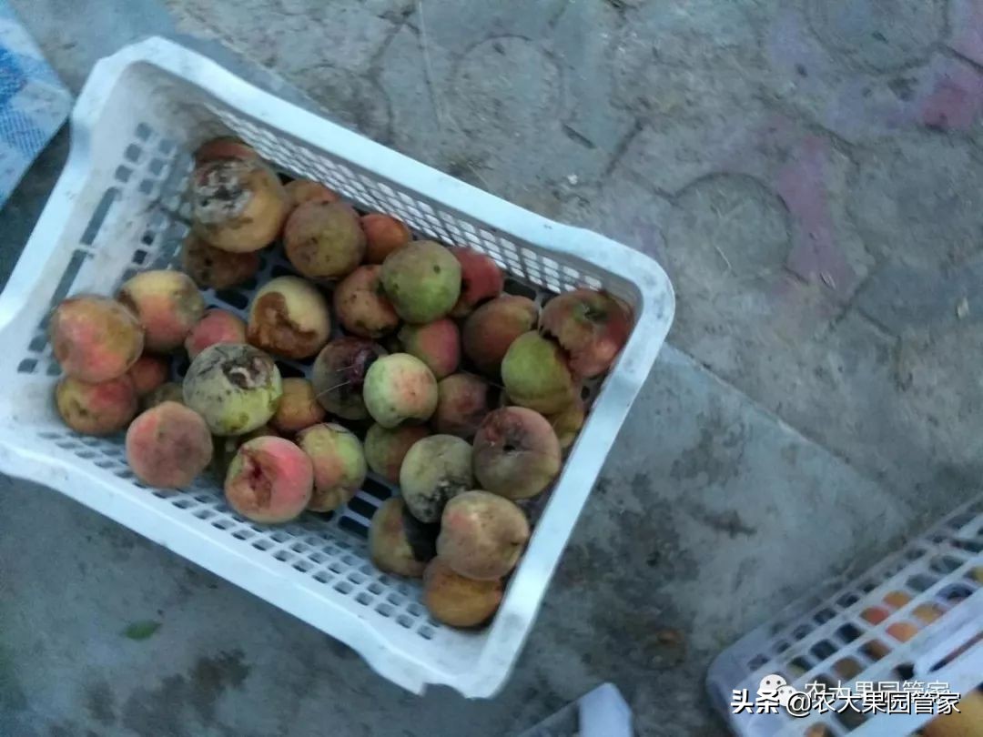 果实蝇危害山楂树吗,防治果实蝇最好方法