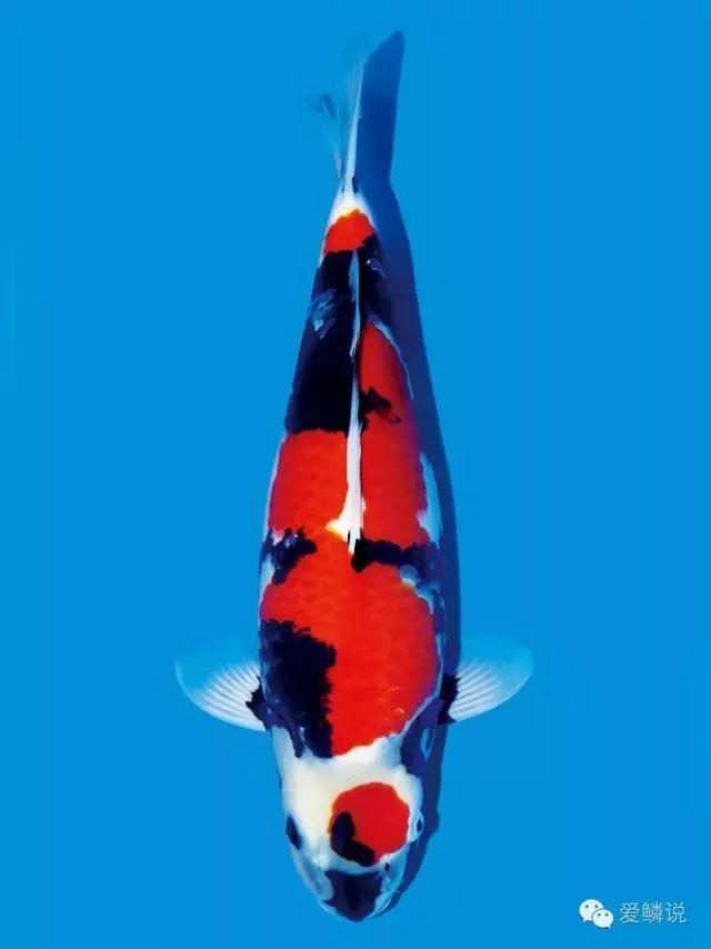 别轻敌！杀好虫菌，助鲤安心度过多事之秋