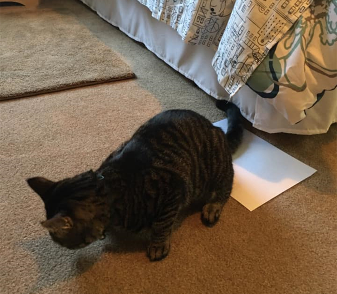 宠物主最担心猫咪什么问题,宠物主最担心猫咪出什么问题