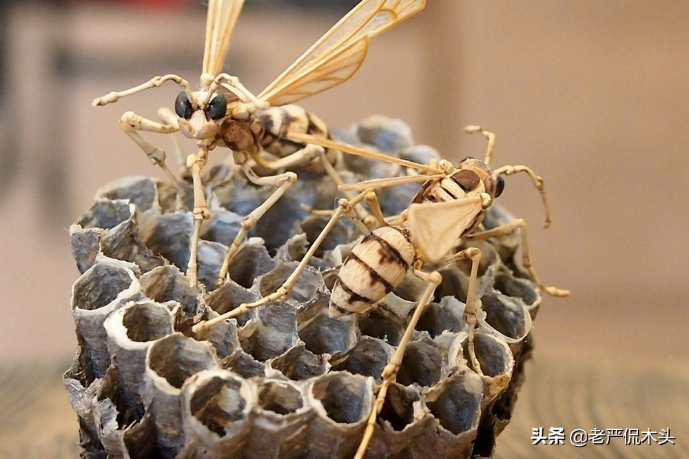 昆虫标本树脂竹节虫,昆虫标本制作竹节虫