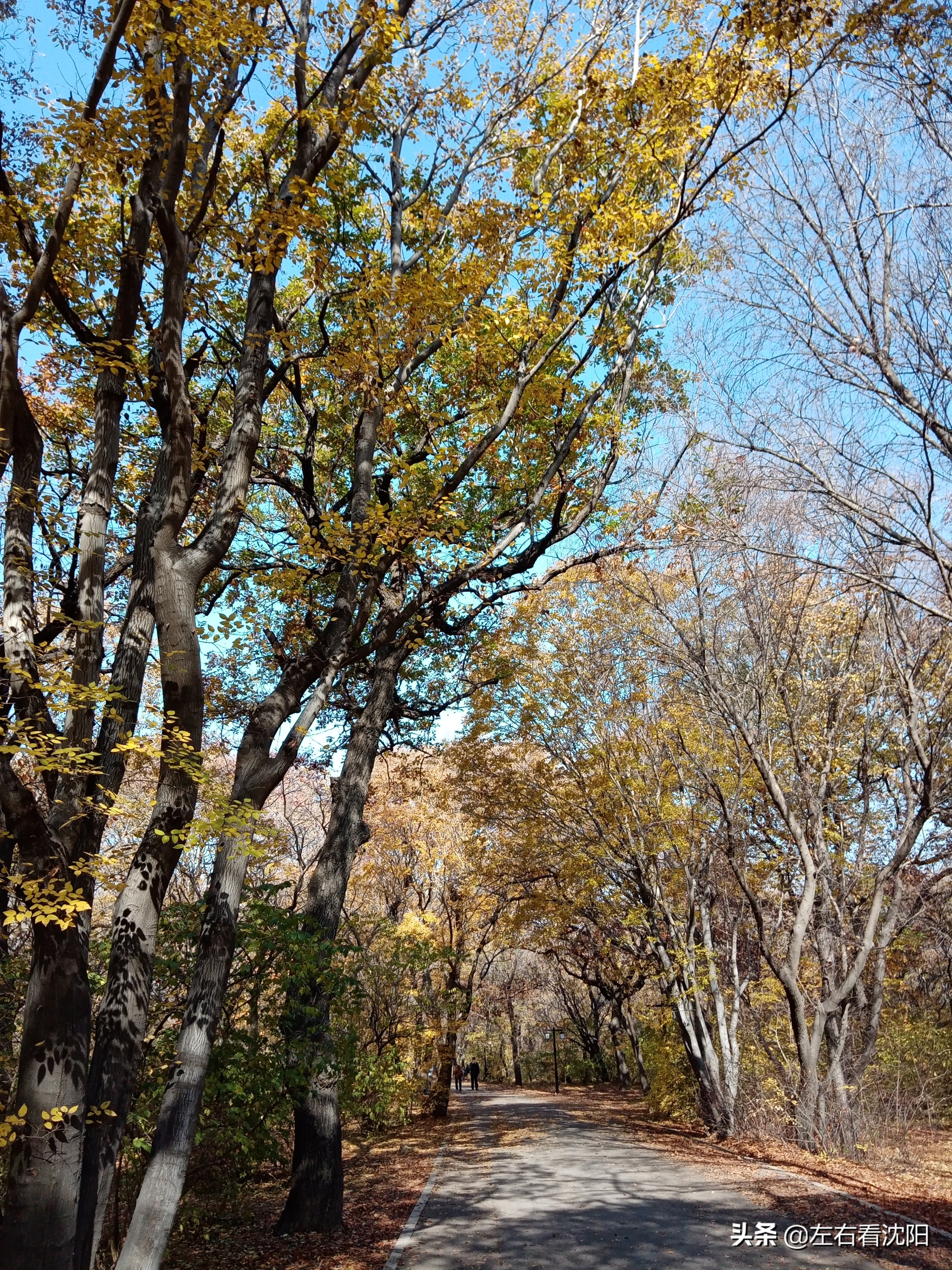 秋季沈阳北陵公园有啥好玩的,漫步沈阳北陵公园湖水边