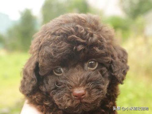 邻居家狗,邻居家的泰迪总吓到我