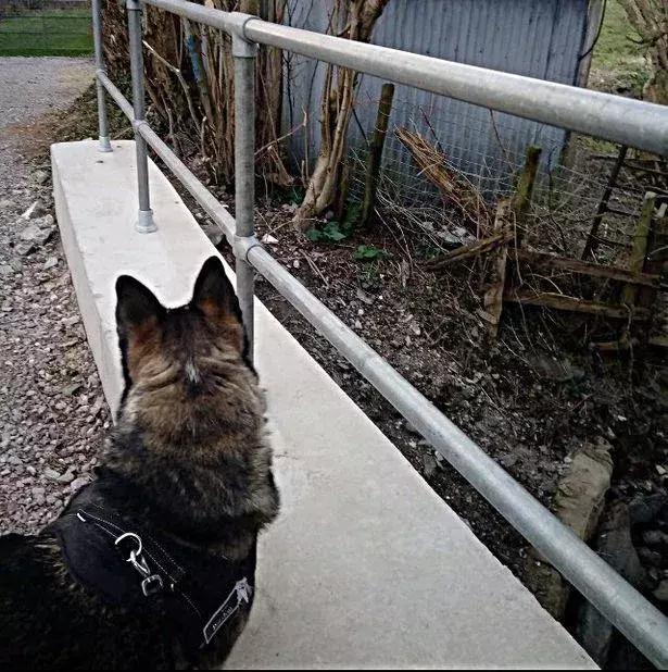 哈士奇拯救小镇,哈士奇拯救了一个村的人