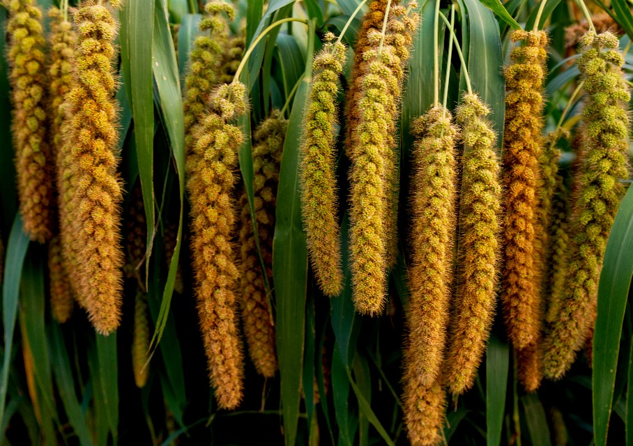 小米的故事,小米的故事系列全套