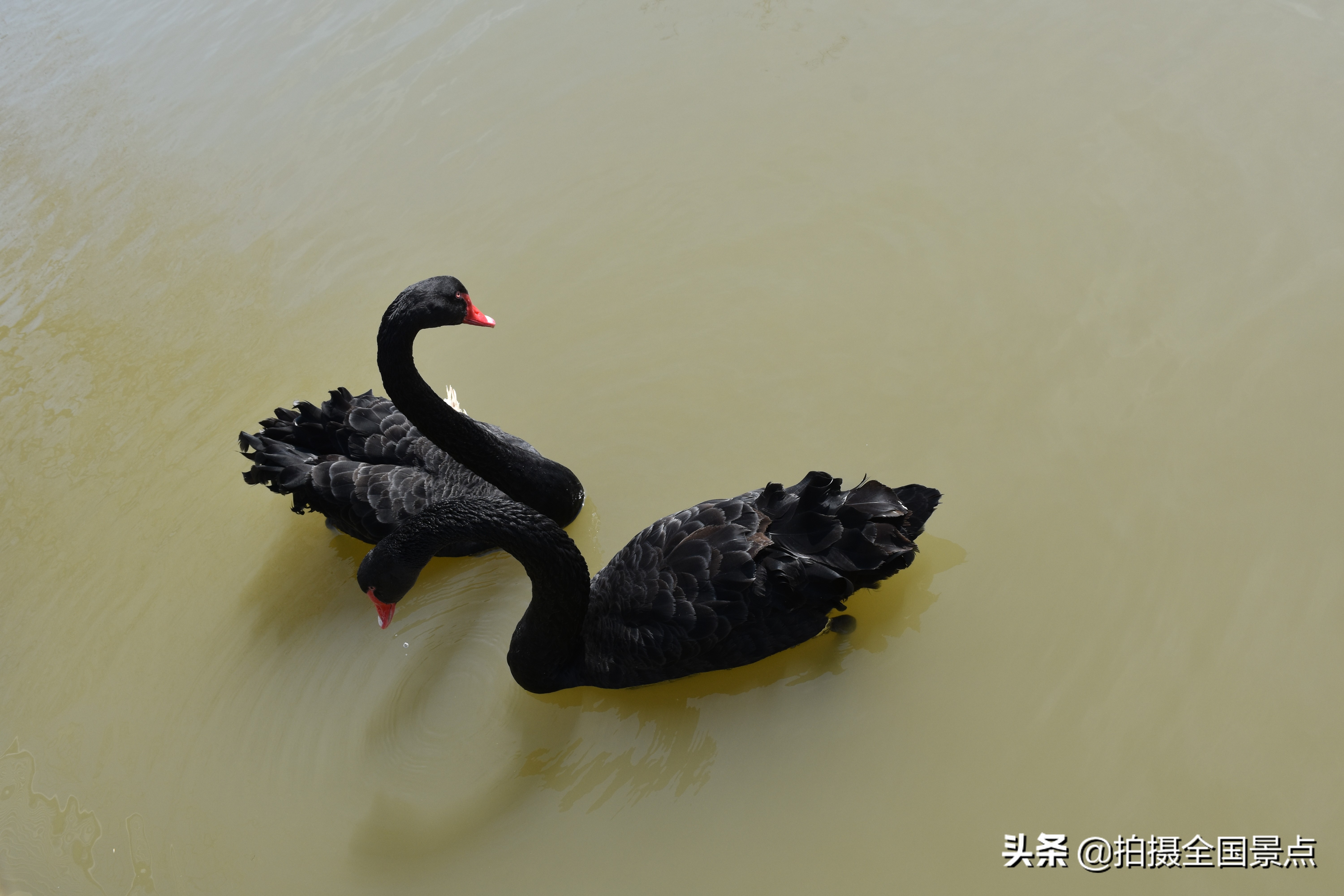 淮安动物园旅游景点推荐,淮安动物园在什么位置