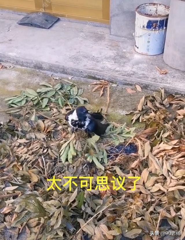 喜鹊救火是真的吗,喜鹊救火全过程