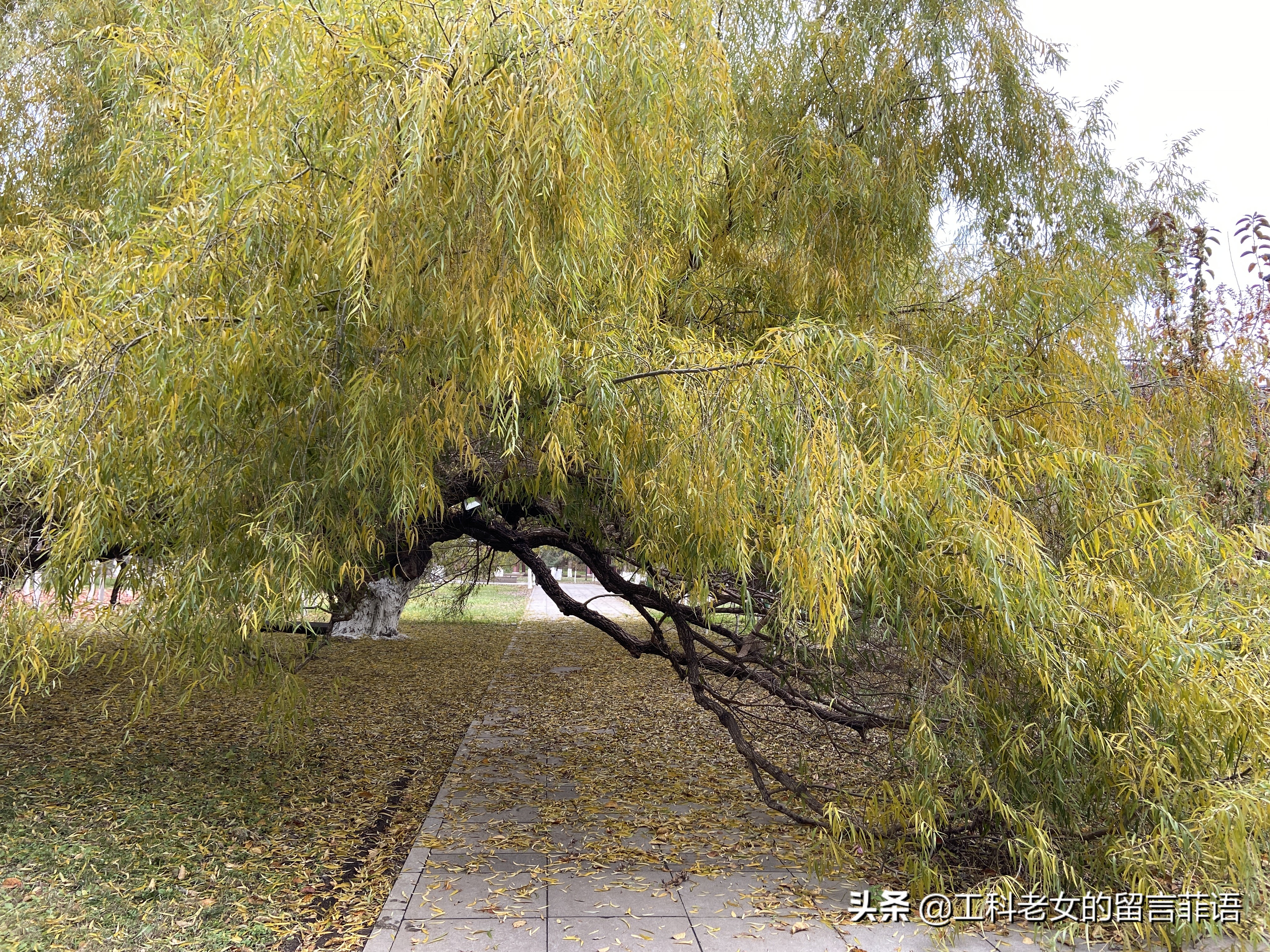 沈阳看秋叶好去处,沈阳秋叶