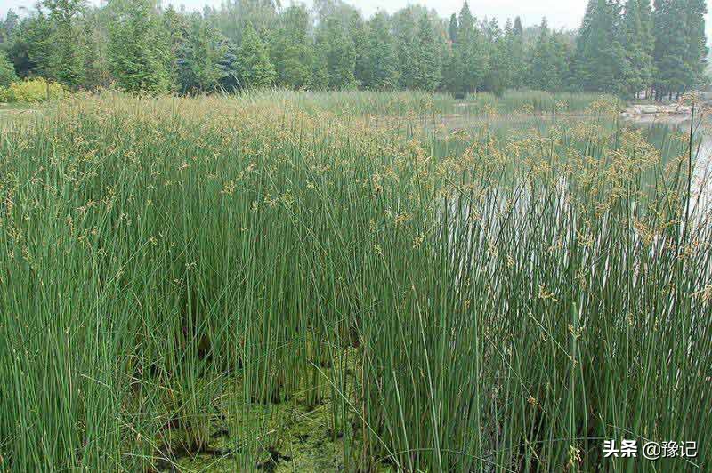 儿时玩的挑棍子游戏,小时候玩的挑棍游戏规则叫什么