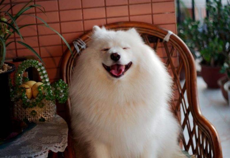 萨摩耶有腥臭味怎么回事,怎么去除萨摩耶身上的味道