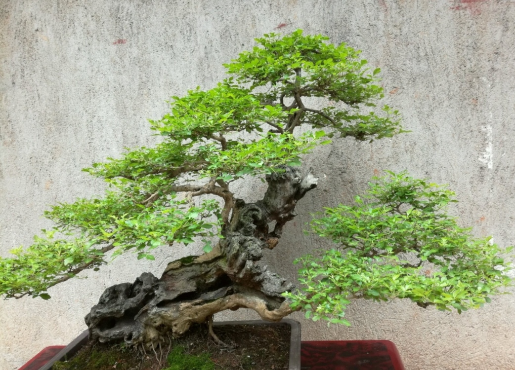 疙瘩树盆景造型图片,荆条疙瘩盆景怎样制作