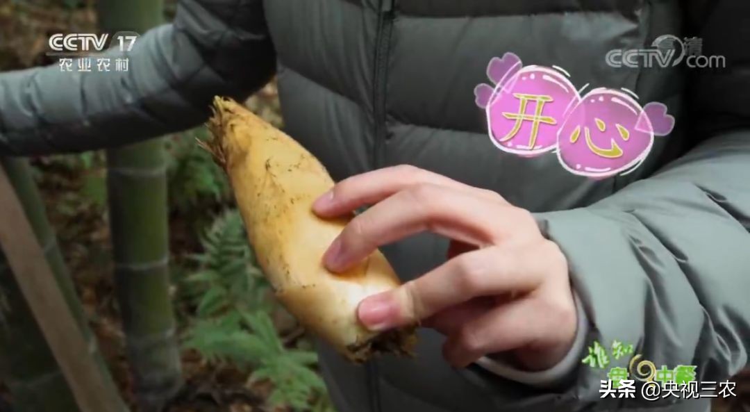 冬笋没能去除麻涩味吃了有害吗,冬笋如何焯水去涩味放冰糖和白醋