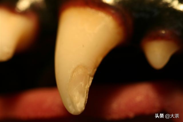 猫咪的牙齿断了一截有红点,猫咪牙齿断了一截怎么办